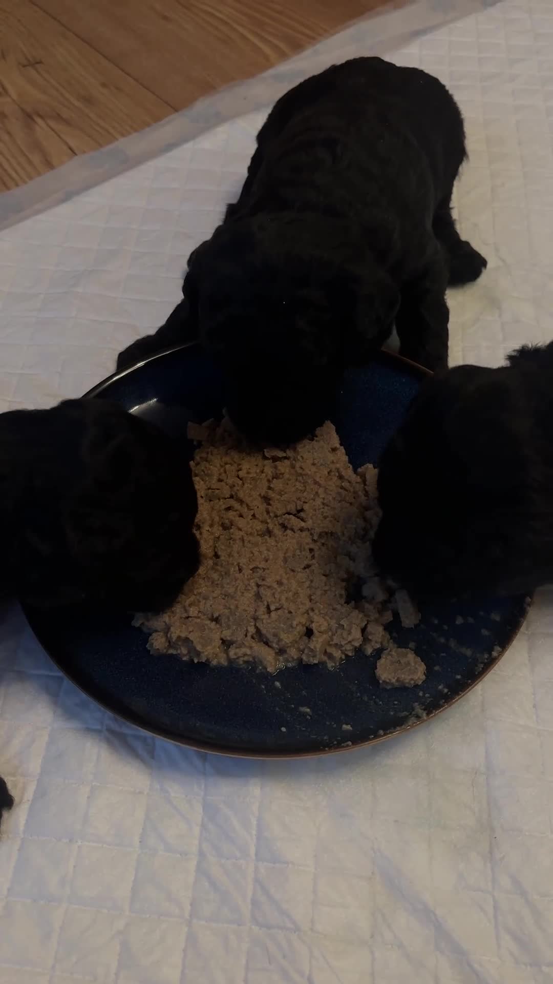 Labradoodle dogs for sale: Miniature Labradoodles - Video 2