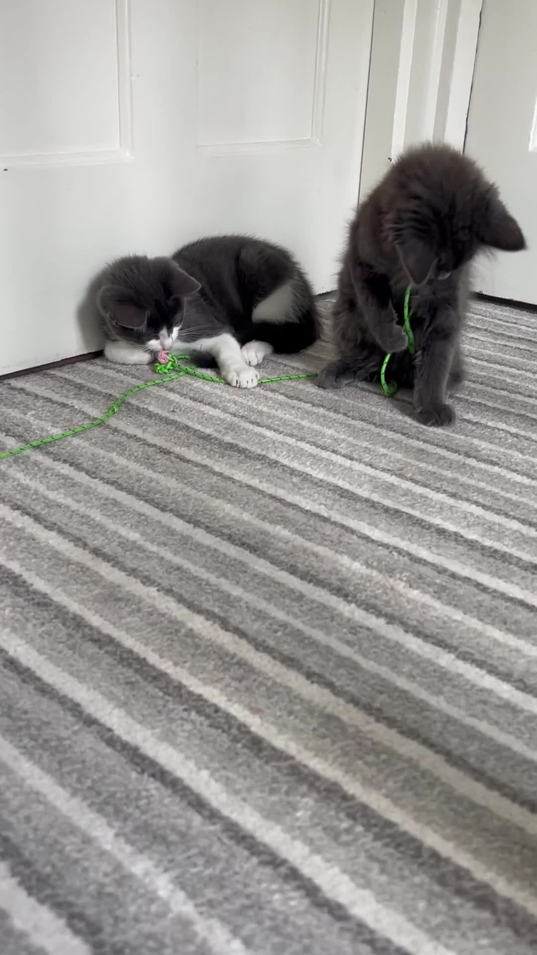 Russian Blue cats for sale: Incredible kittens  - Video 1