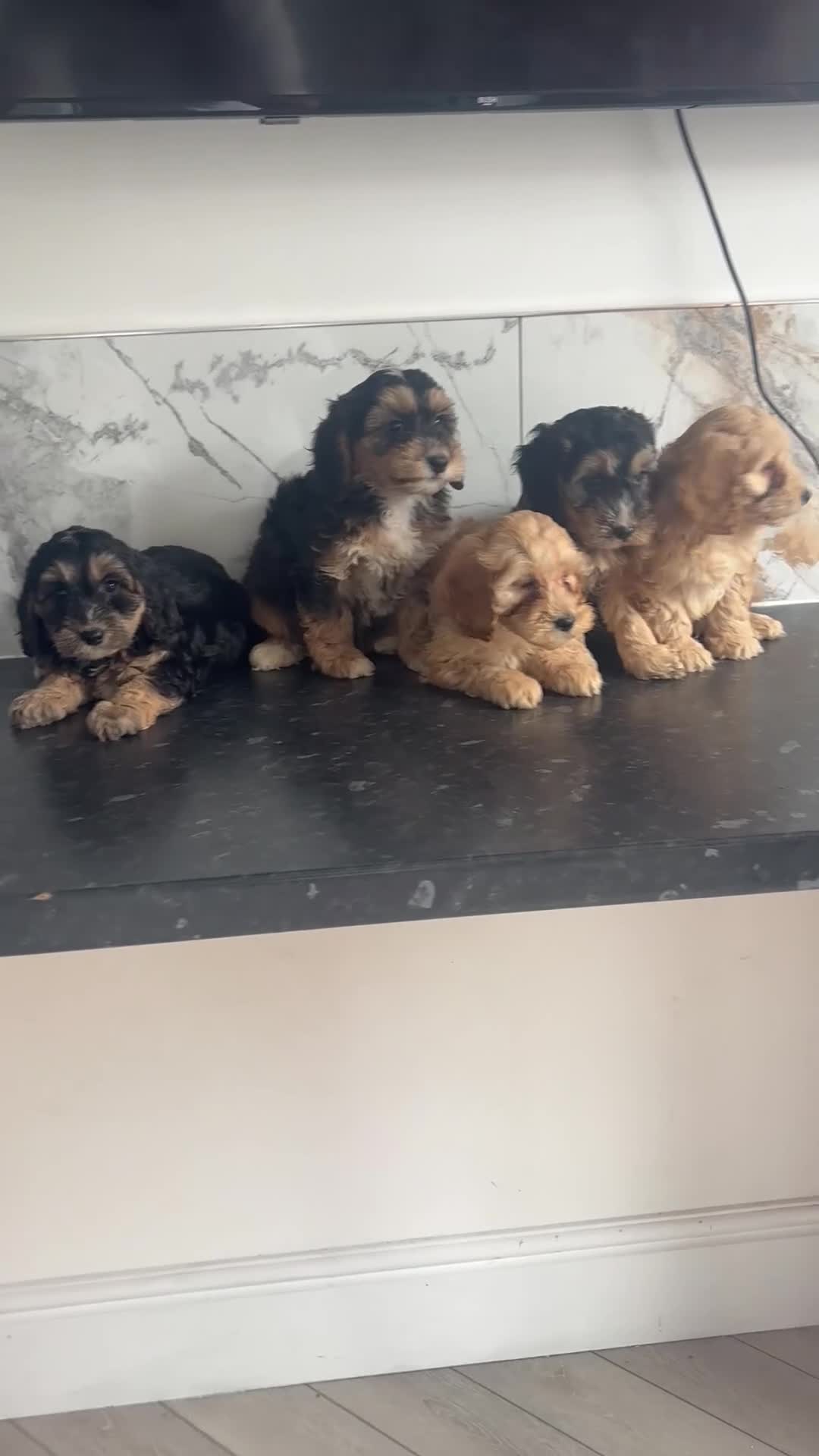 Cavapoo dogs for sale: Top quality toy Cavapoo puppies  - Video 1