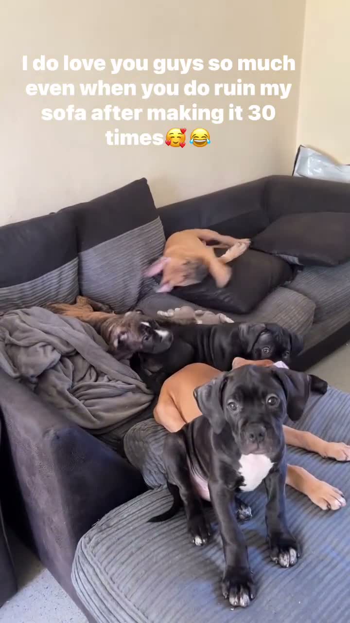 Mixed Breed dogs for sale: Bandogge mastiff pups  - Video 1
