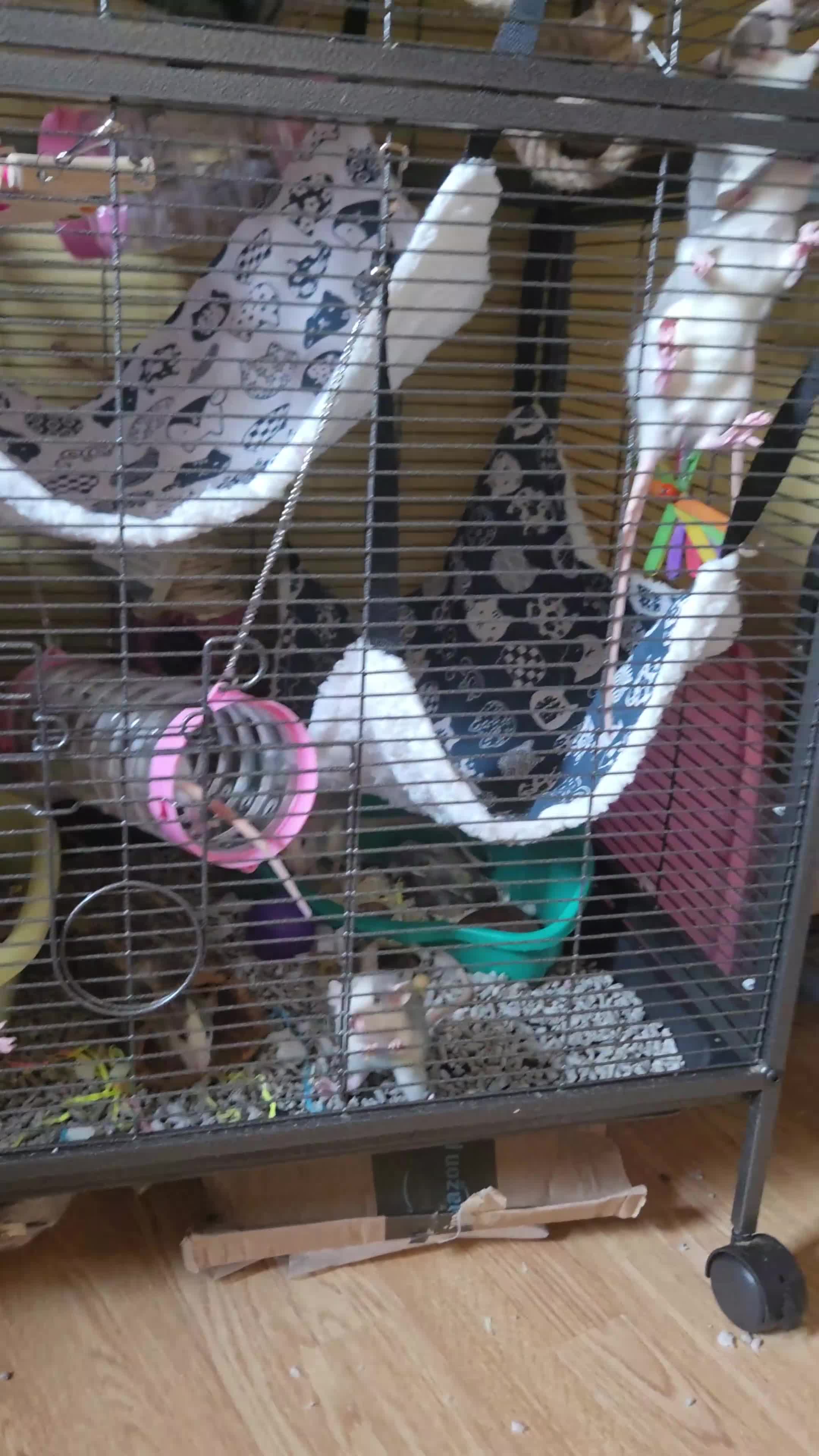Rat rodents for sale: Dumbo Husky Rats in Sheffield - Video 2