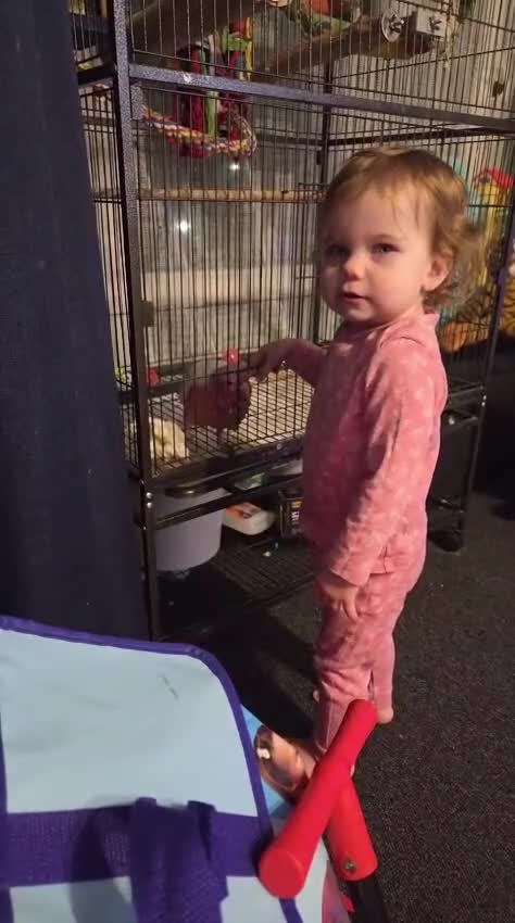 Cockatoo birds for sale: Silly Tame Hand Reared Lutino Galah  - Video 1