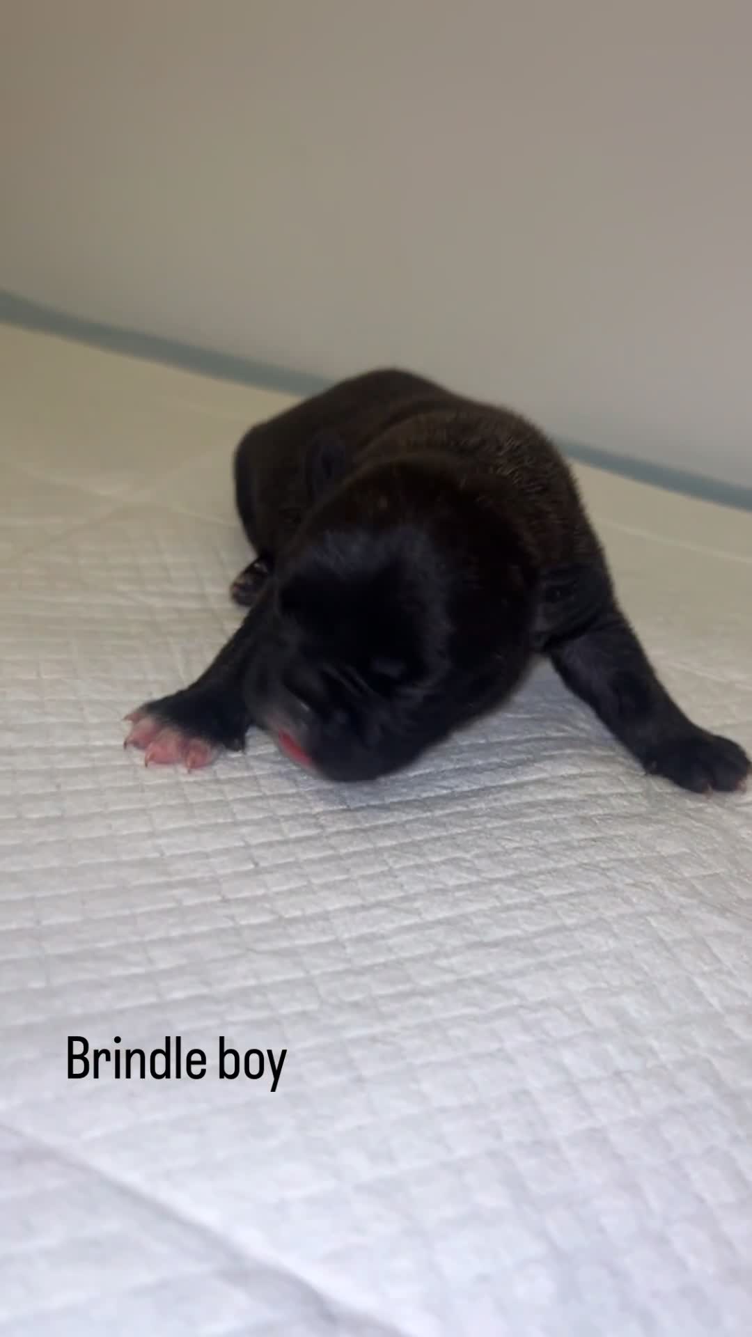 French Bulldog dogs for sale: DWKC French Bulldogs - Video 2