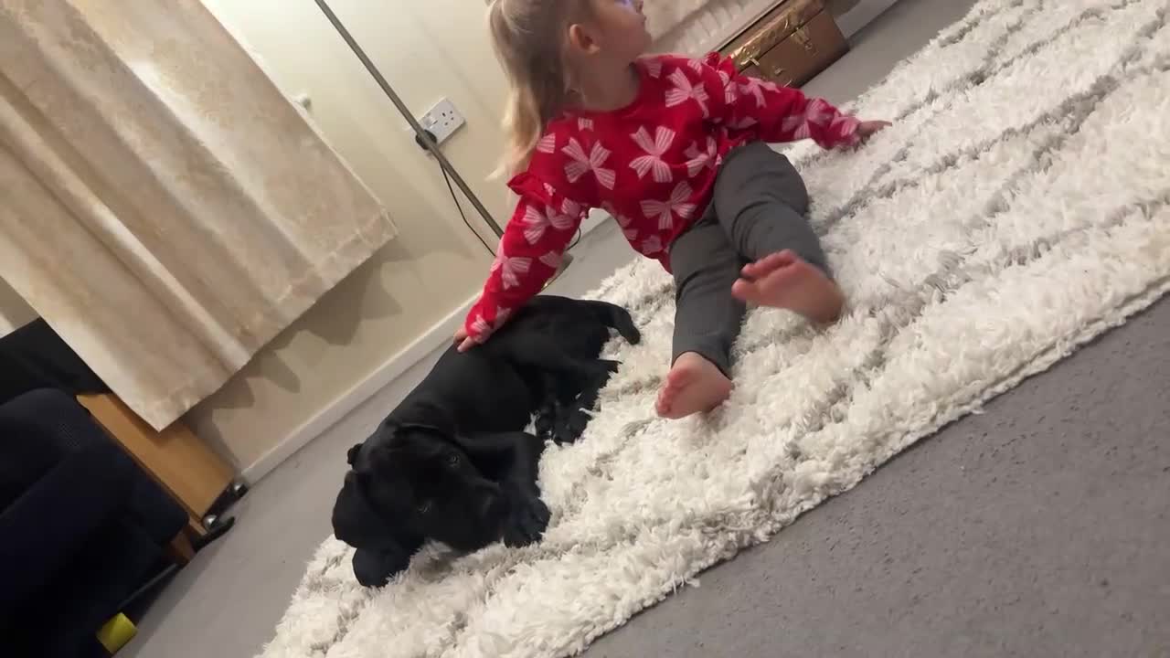 Cane Corso dogs for sale: Beautiful cane corso pup  - Video 1