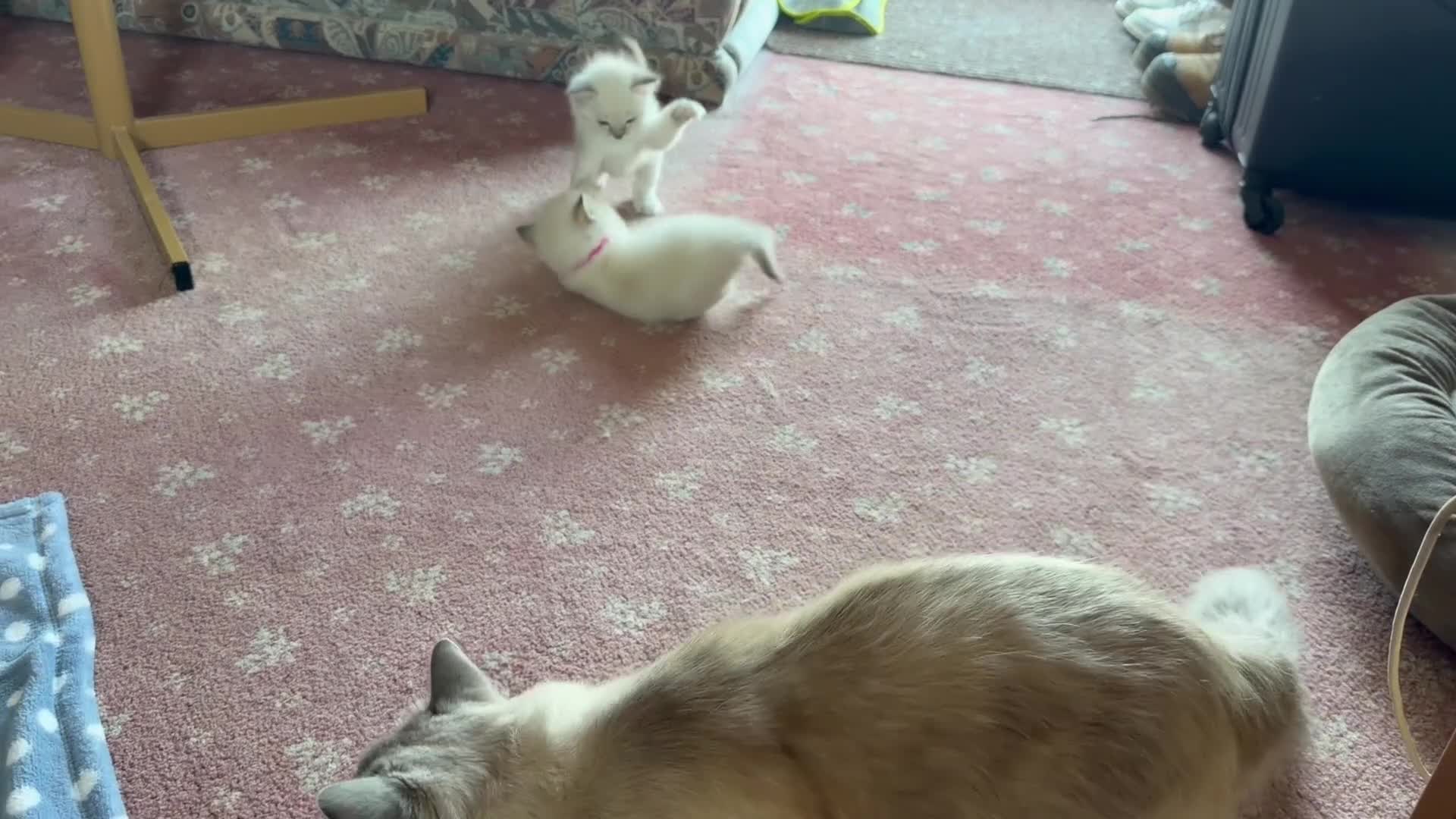 Ragdoll cats for sale: Ragdoll kittens for sale in Swindon - Video 2