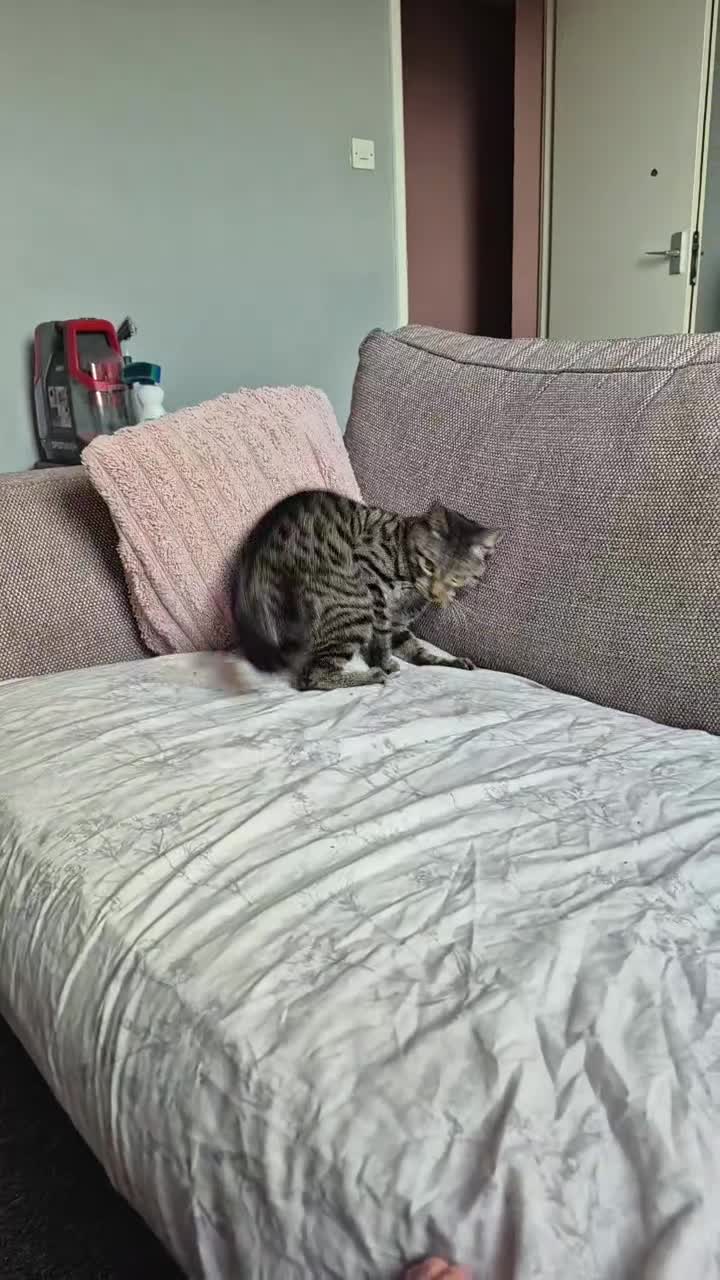 Domestic Shorthair cats for sale: Tabby cat  - Video 1