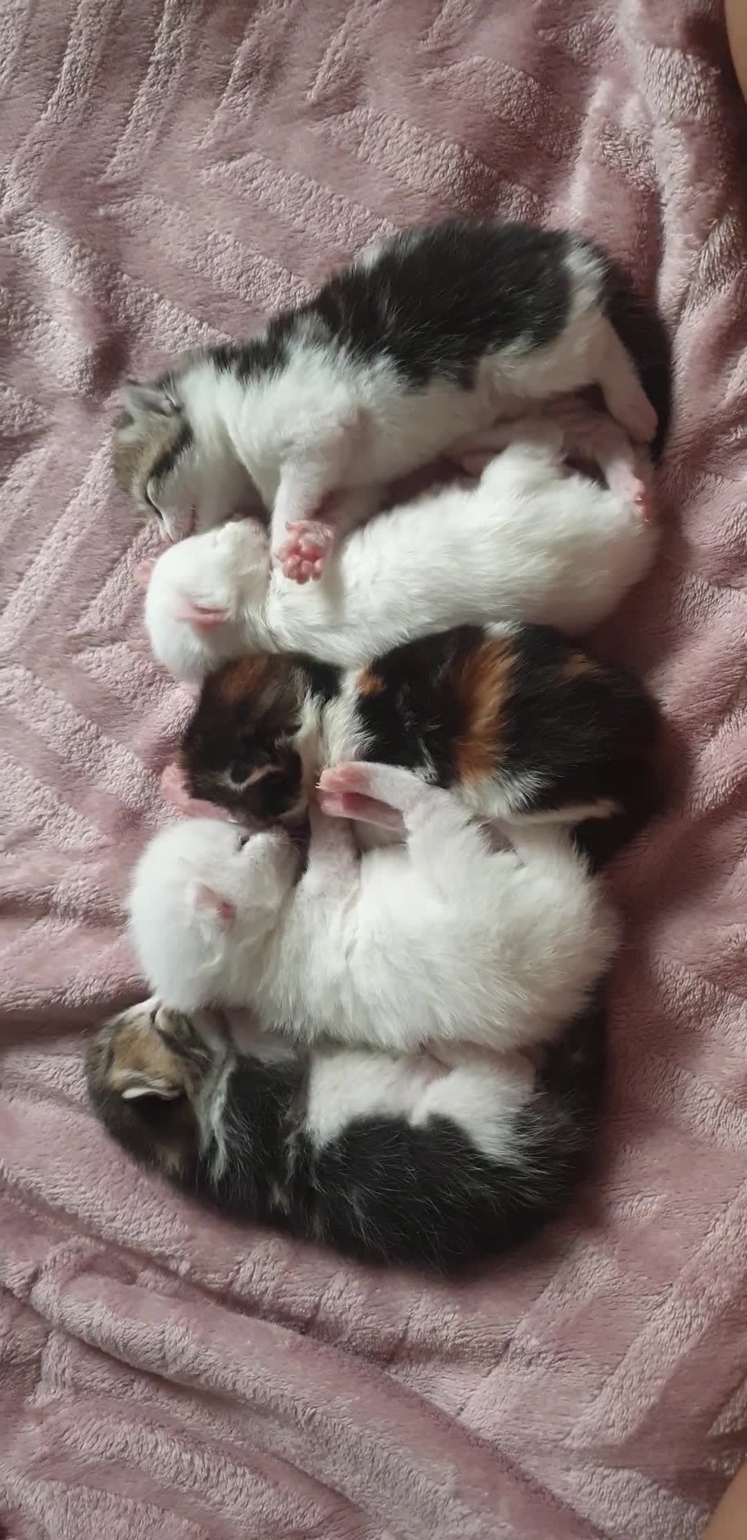Mixed Breed cats for sale: READY TO GO! Tabby girl, white odd-eyed boy in Chigwell - Video 1