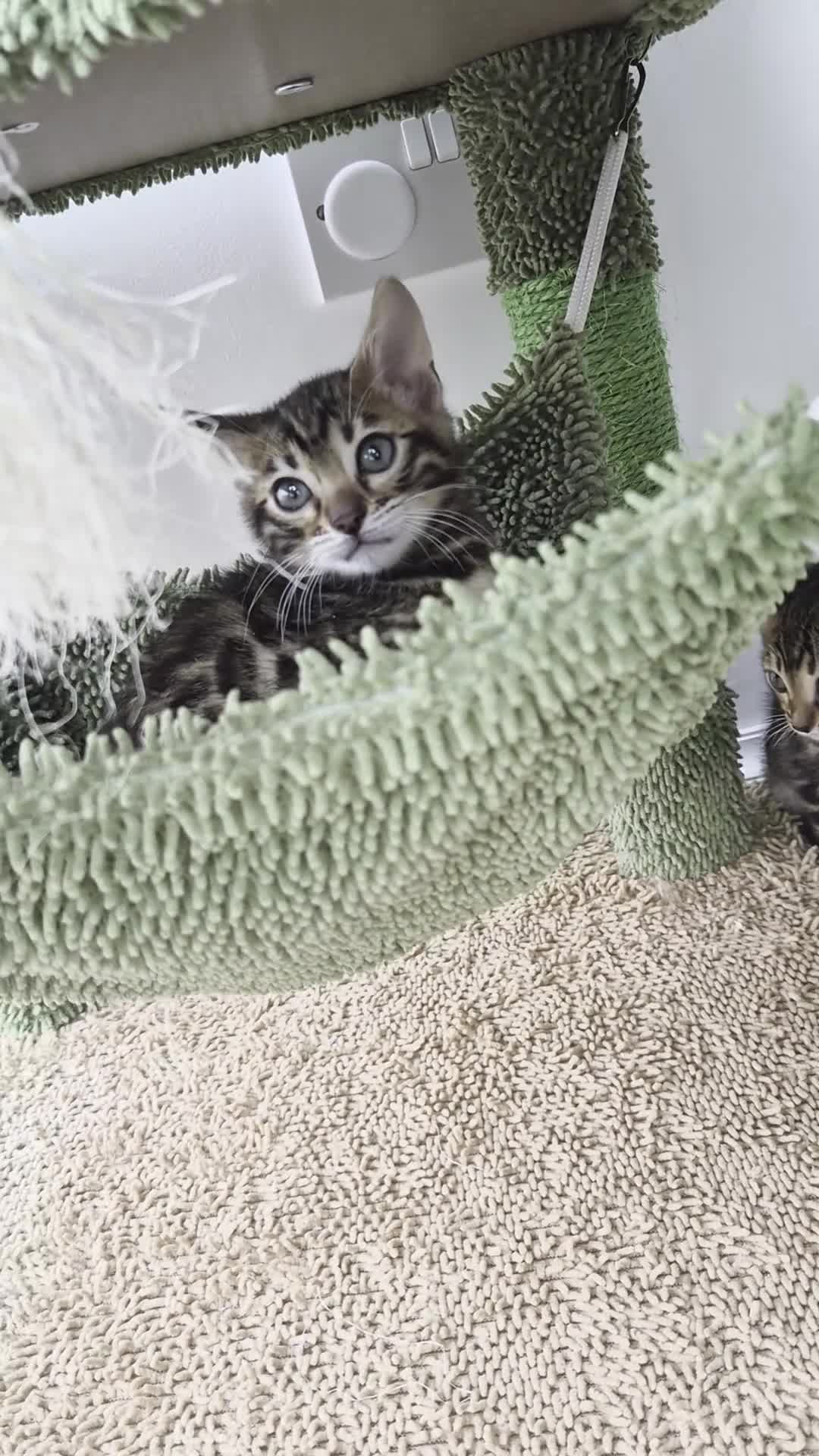 Bengal cats for sale: Bengal boy in Barnsley - Video 1