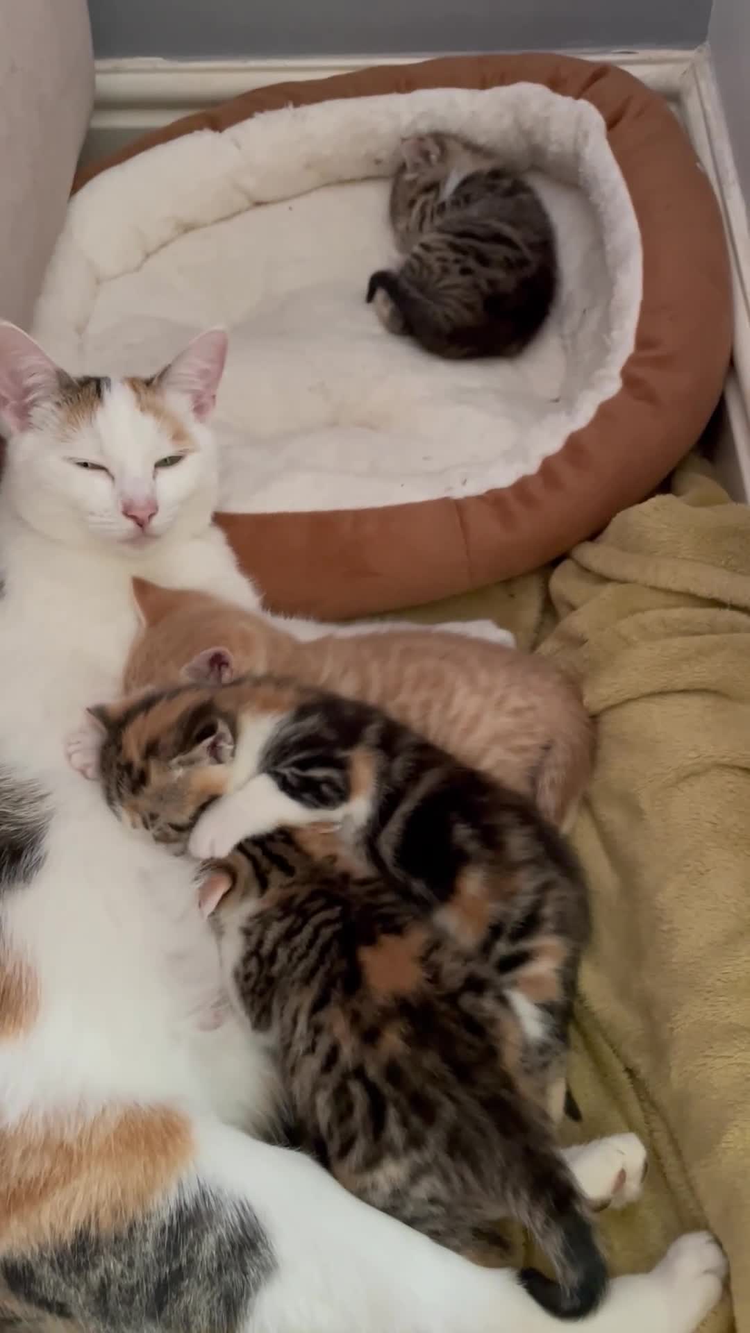 Mixed Breed cats for sale: KITTENS : 7 weeks old - Video 1