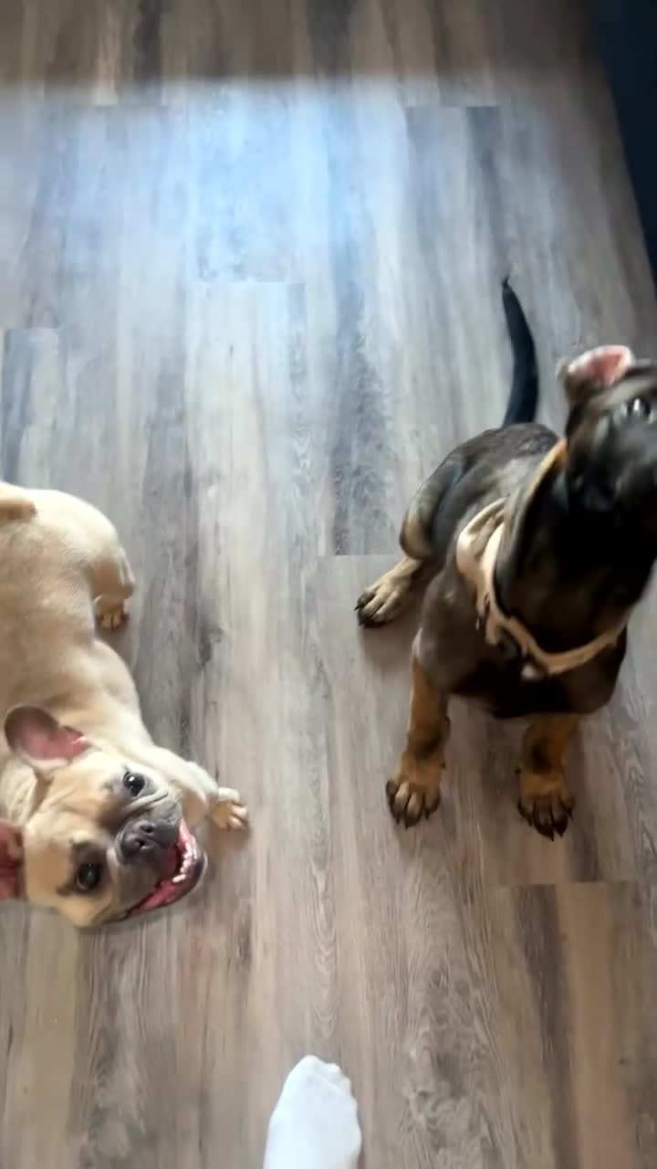 Mixed Breed dogs for sale: Belgian malinois X German shepherd  - Video 2