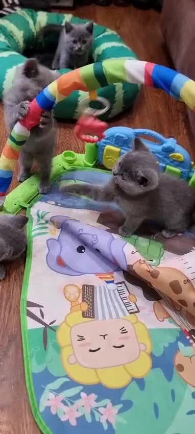British Shorthair cats for sale: Britsh shorthair Pure blue boys  - Video 1