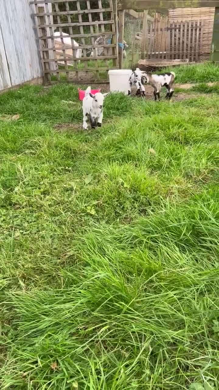 Goats livestock for sale: Male pigmy goat kid  - Video 1