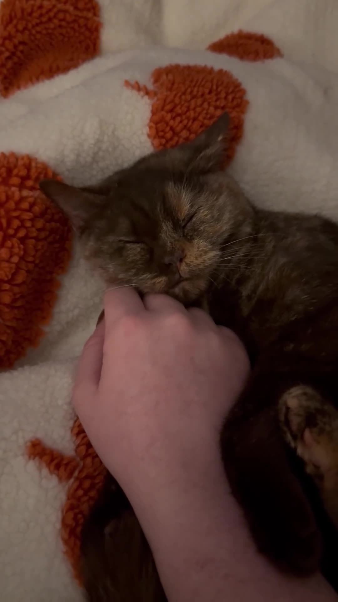 British Shorthair cats for sale: Beautiful chocolate tortie British shorthair girl  - Video 1