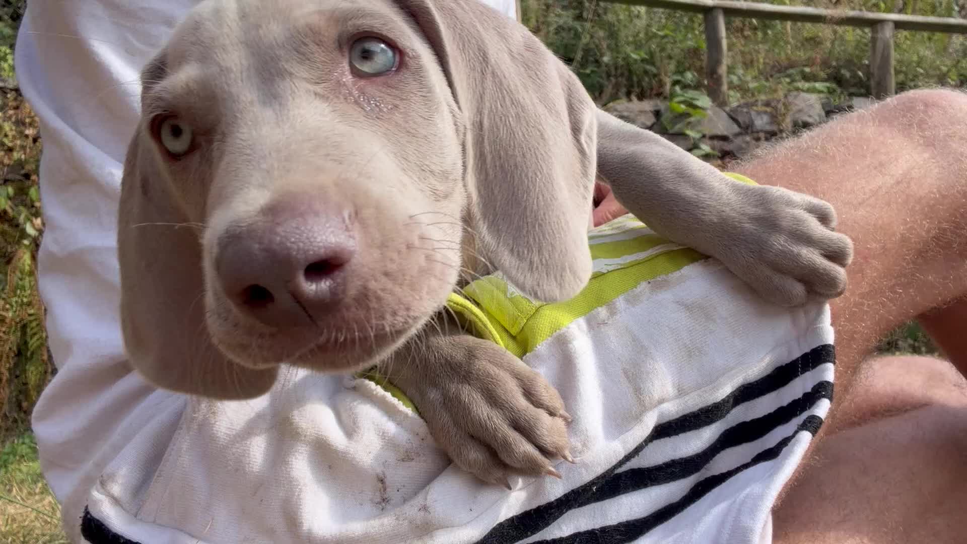 Weimaraner dogs for sale: Handsome male KC Registered Weimaraner pups  - Video 2
