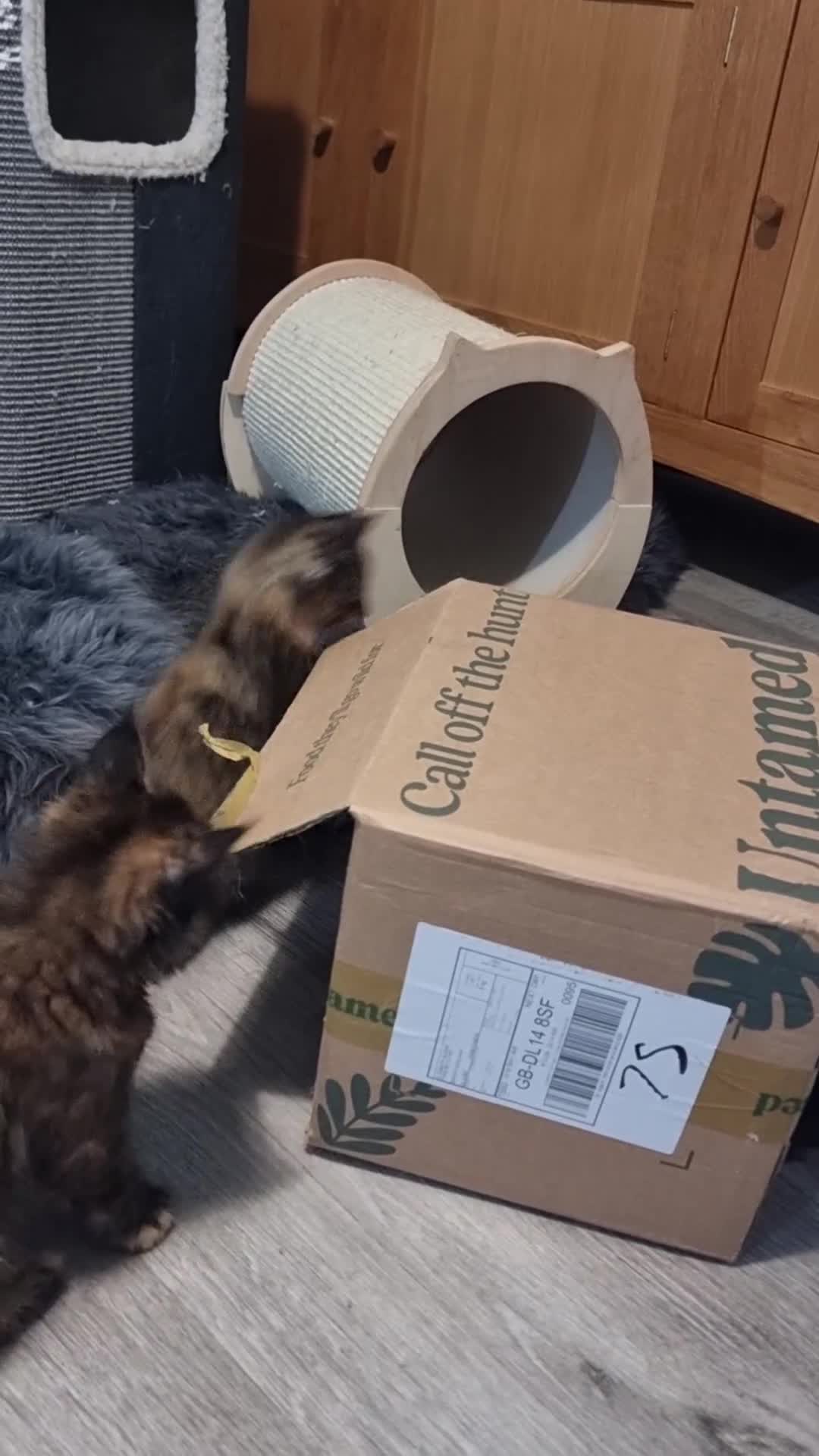 Maine Coon cats for sale: Pedigree GCCF Registered Maincoon Kittens - Video 2