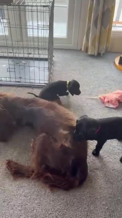 Cockerdor dogs for sale: Cockerdor Labrador Cocker spaniel puppies puppy  in Blackburn - Video 2