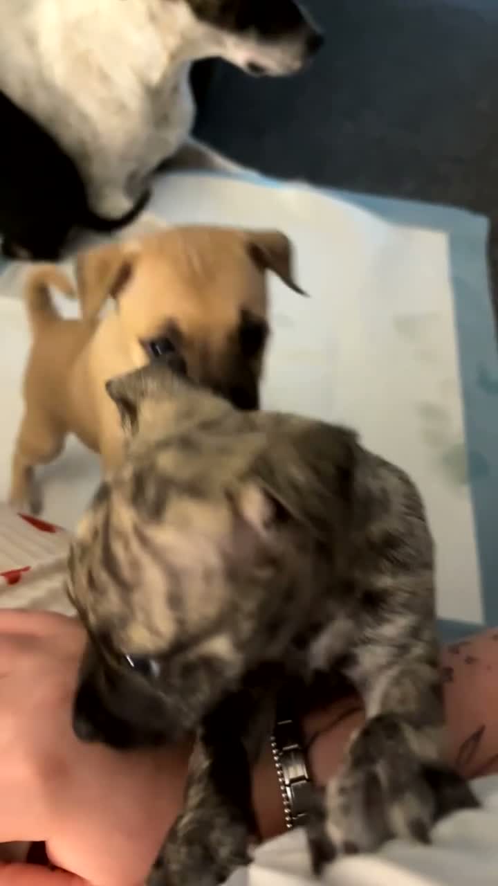Mixed Breed dogs for sale: Bridle Staffy cross Jack russell puppy  - Video 1