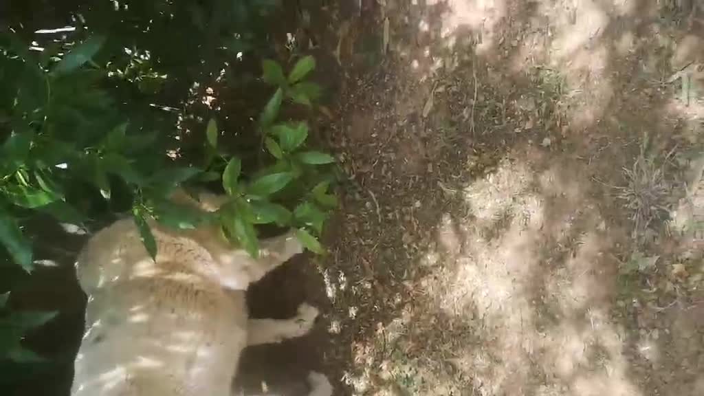 Mixed Breed dogs for adoption: 😍Meet Macarena😍 - Video 1