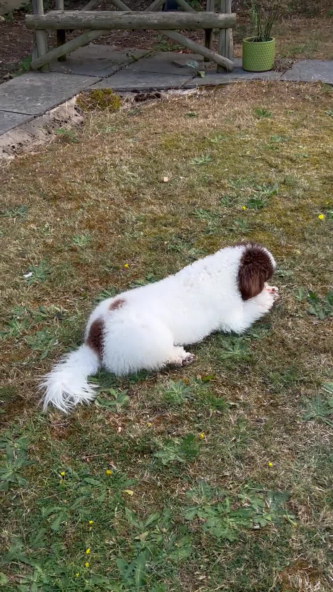 Miniature Poodle dogs for sale: Very Special Miniature Poodle💛  - Video 2