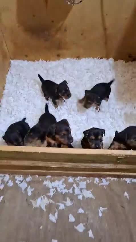 Lakeland Terrier dogs for sale: 🐾 Lakeland Terrier Puppies – Tag × Diesel 🐾 - Video 1
