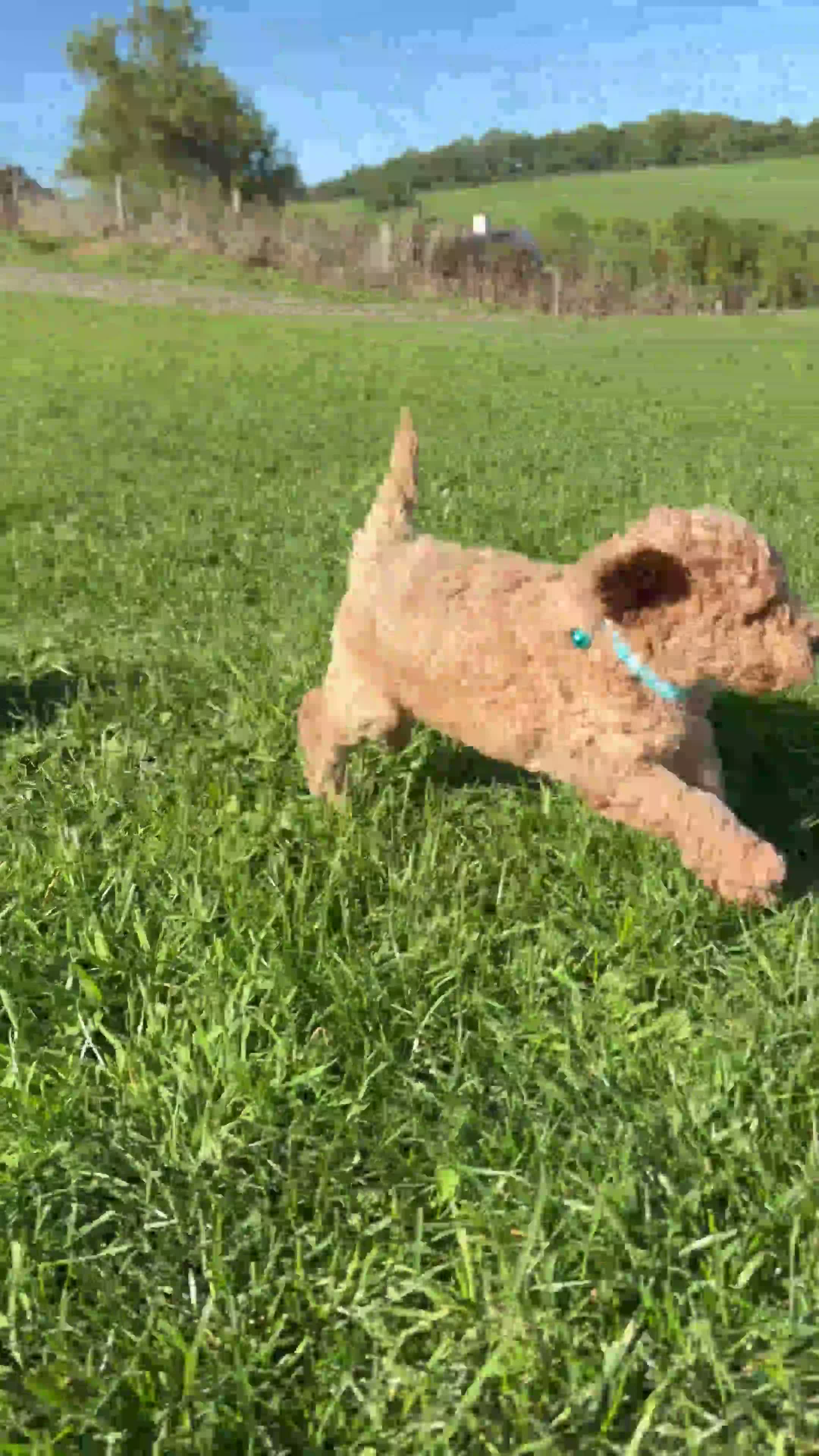 Poochon dogs for sale: 🐾 Beautiful Poochon Puppies – 4 Girls & 1 Boy 🐾 in Ruthin - Video 4