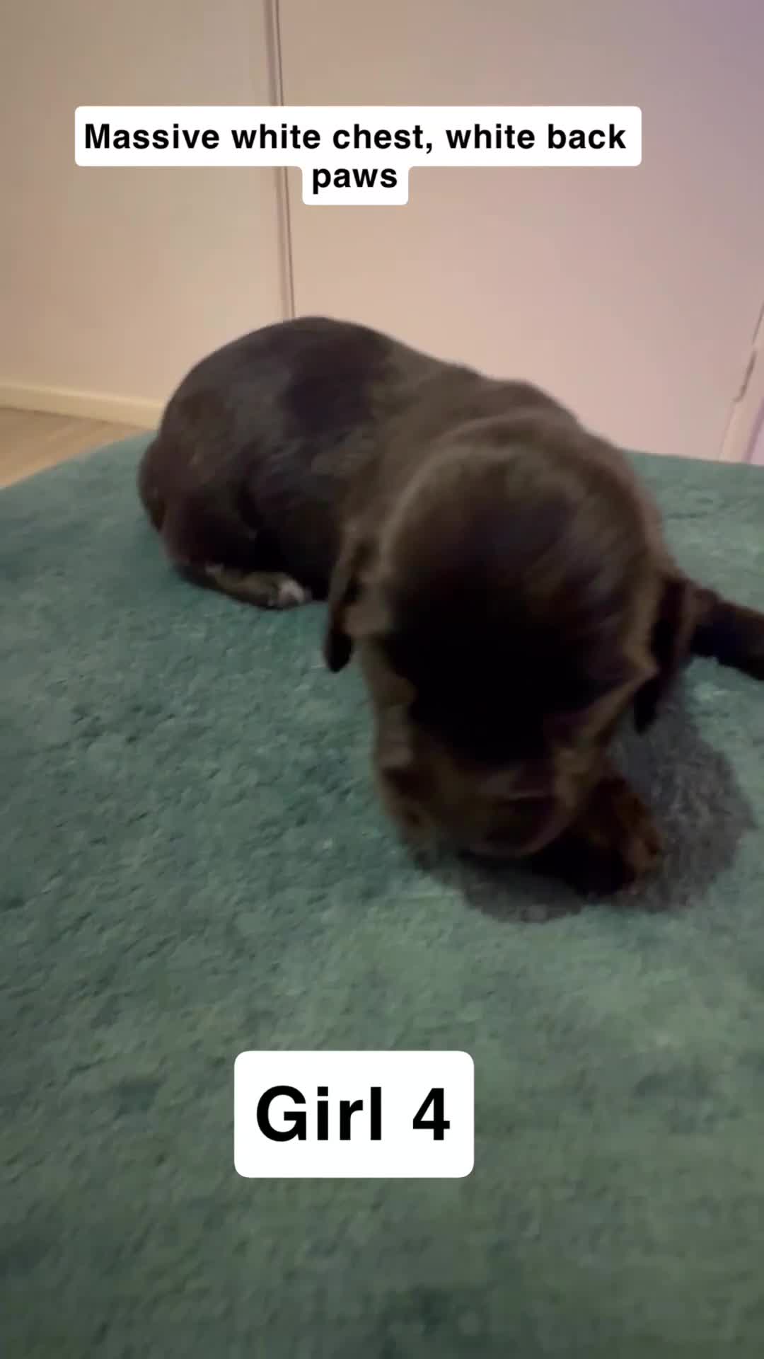 Mixed Breed dogs for sale: Docker's FOR SALE (black & white markings)  - Video 5