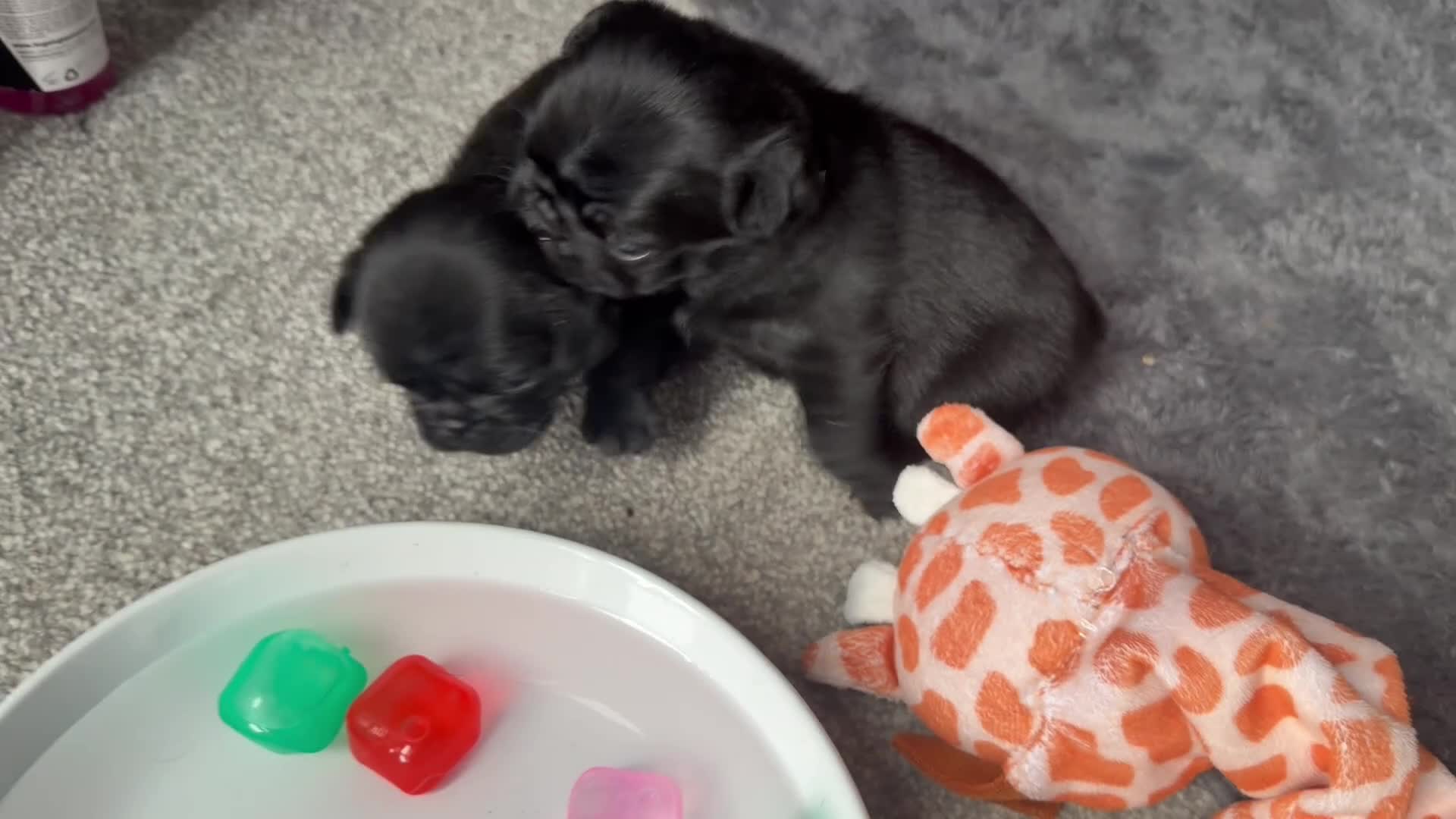 Pug dogs for sale: PUGS X2 Females, black, GORGEOUS! Ready 6th Aug! - Video 1
