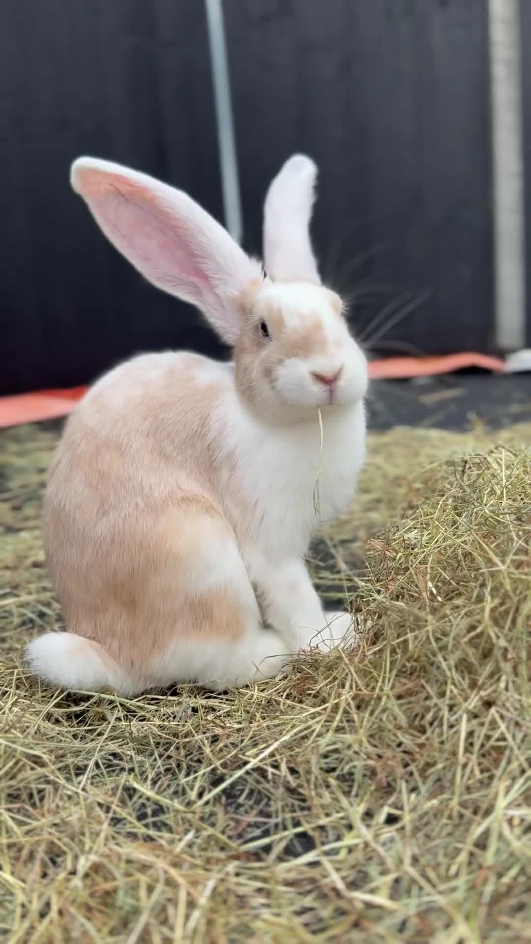 Continental Giant rabbits for sale: Continental Gaint - Video 1