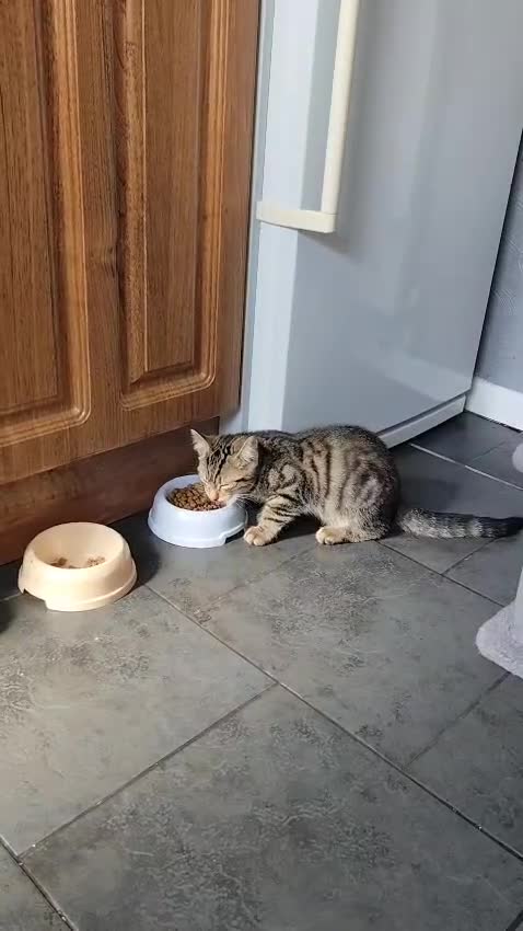Mixed Breed cats for sale: Beautiful kittens ready for new home - Video 1