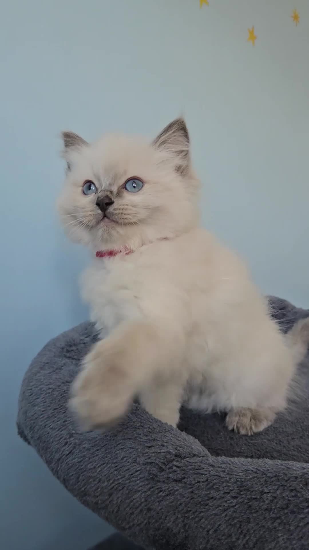 Ragdoll cats for sale: Ragdoll kittens looking new home 🏡  - Video 3