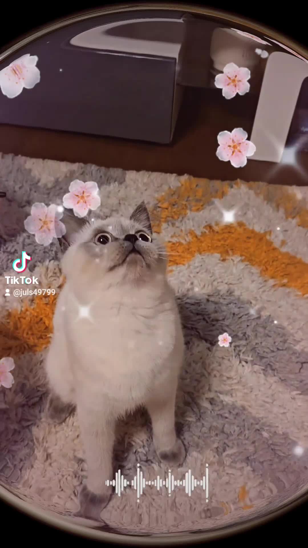 Scottish Fold cats for sale: 😻SF pedigree TICA 😸 Last girl kitten😸 - Video 4