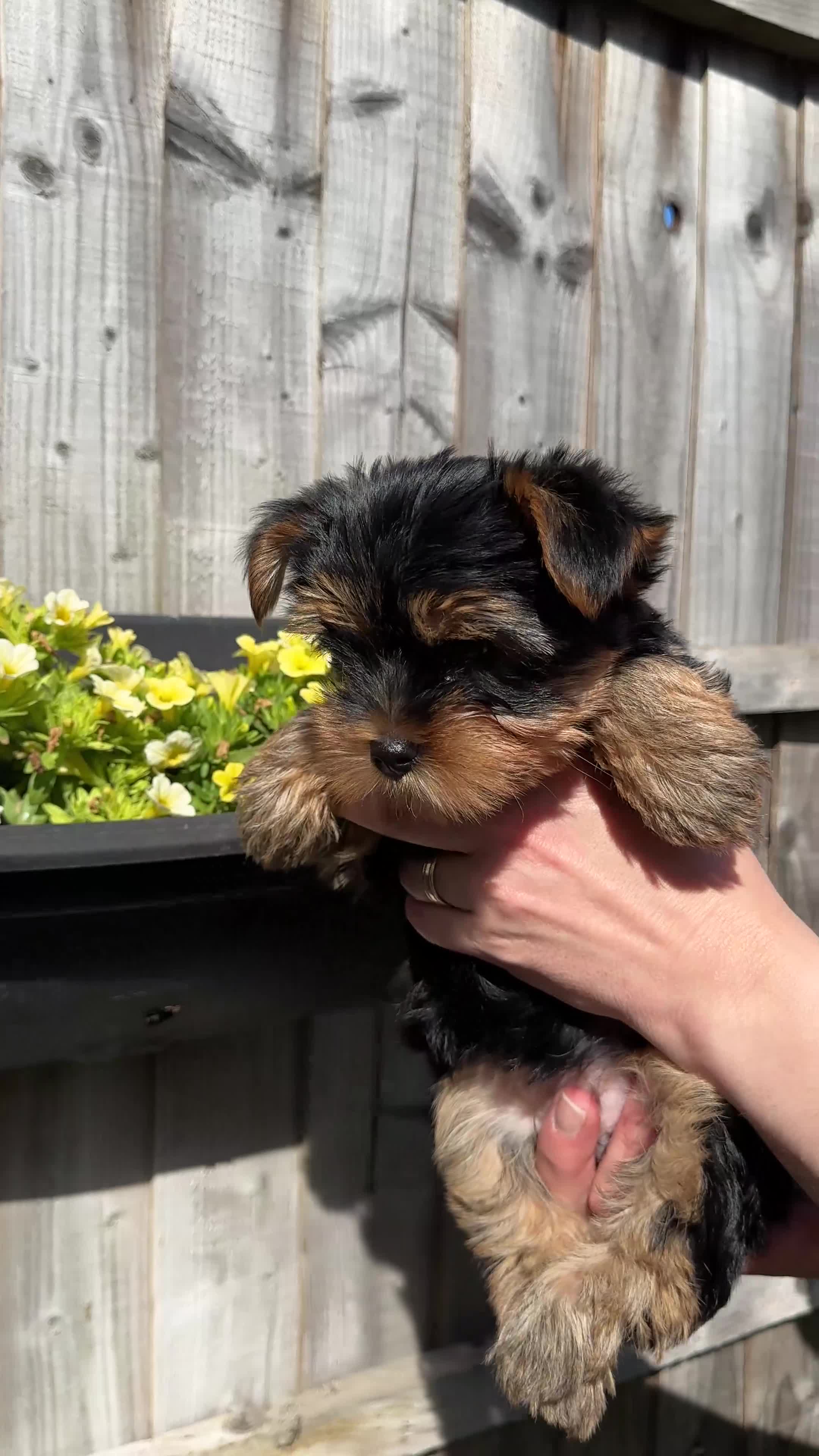 Yorkshire Terrier dogs for sale:  KC Registered Yorkshire Terrier Puppies  - Video 1