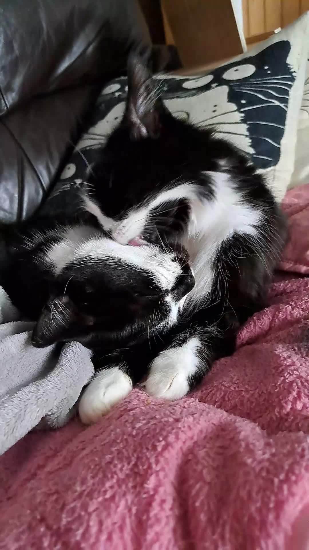 Mixed Breed cats for sale: Bonded sisters. Must go together in Halifax - Video 1