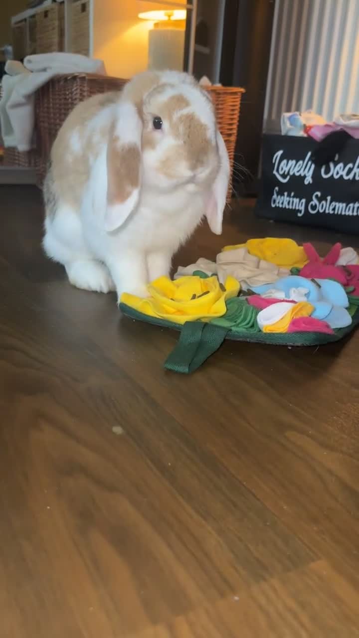 French Lop rabbits for sale: French Lop Buck 9’months for sale - Video 2