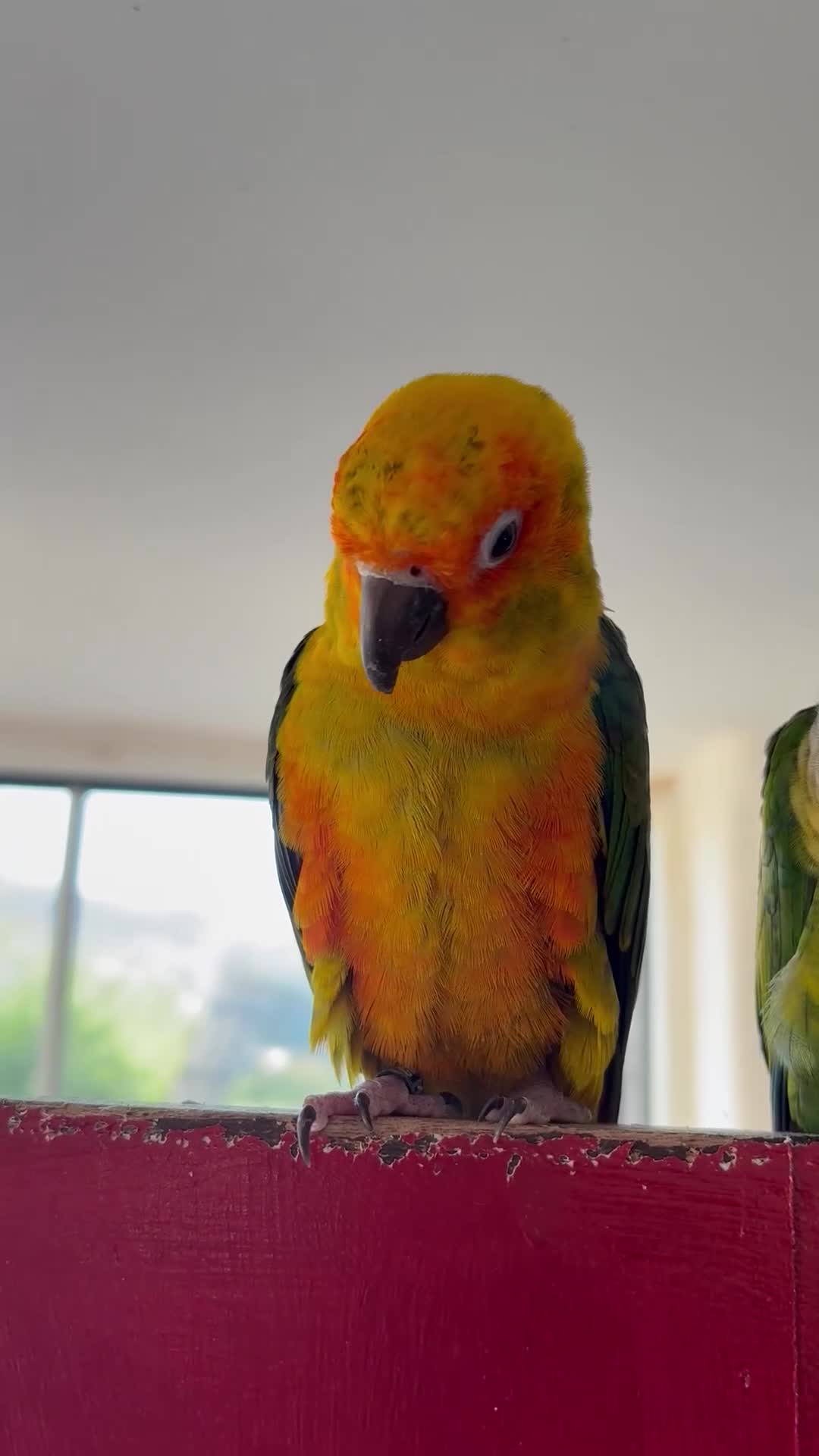 Conures birds for sale: Pair of conures looking for a new home in Bideford - Video 1