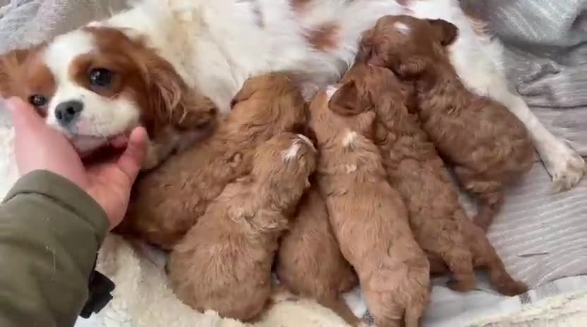 Cavapoo dogs for sale: Cavapoo Puppies - Video 1