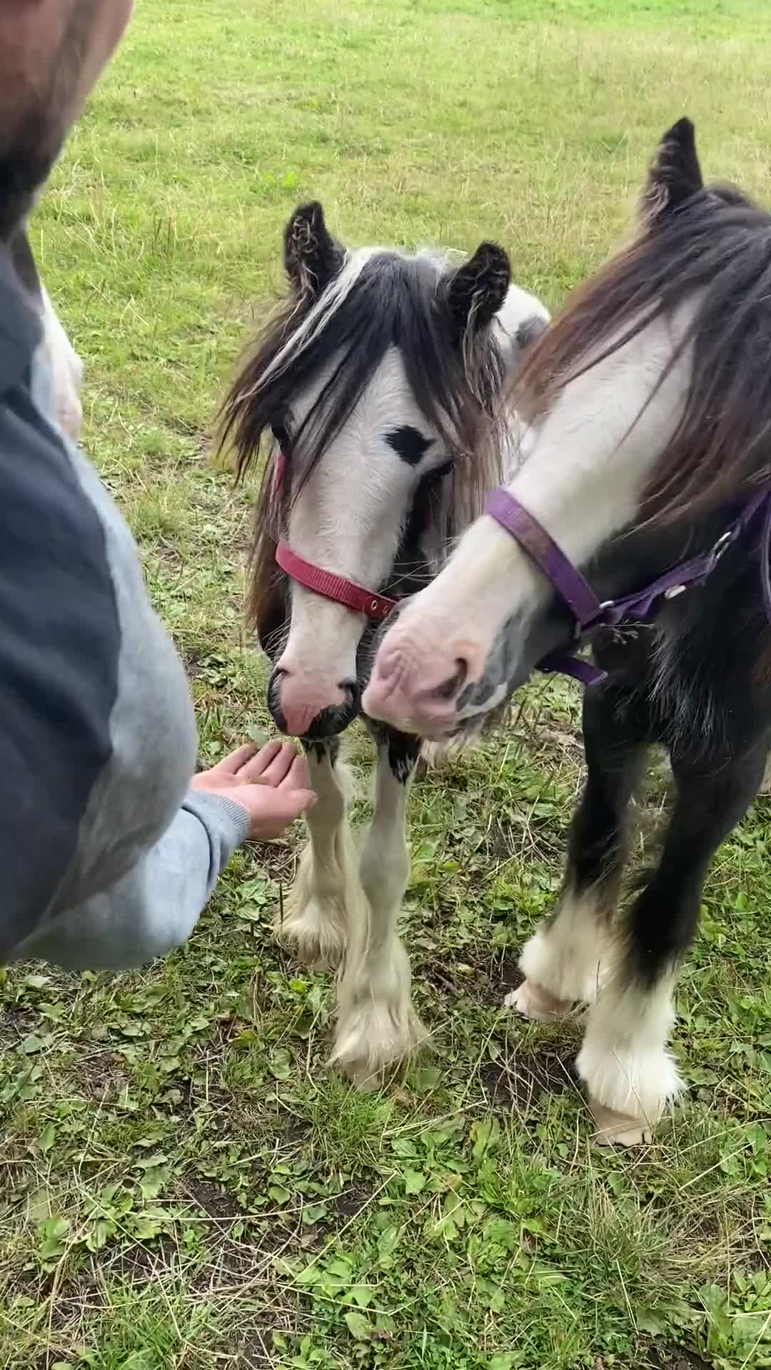 Other Breed horses for sale: Choppa - Video 3