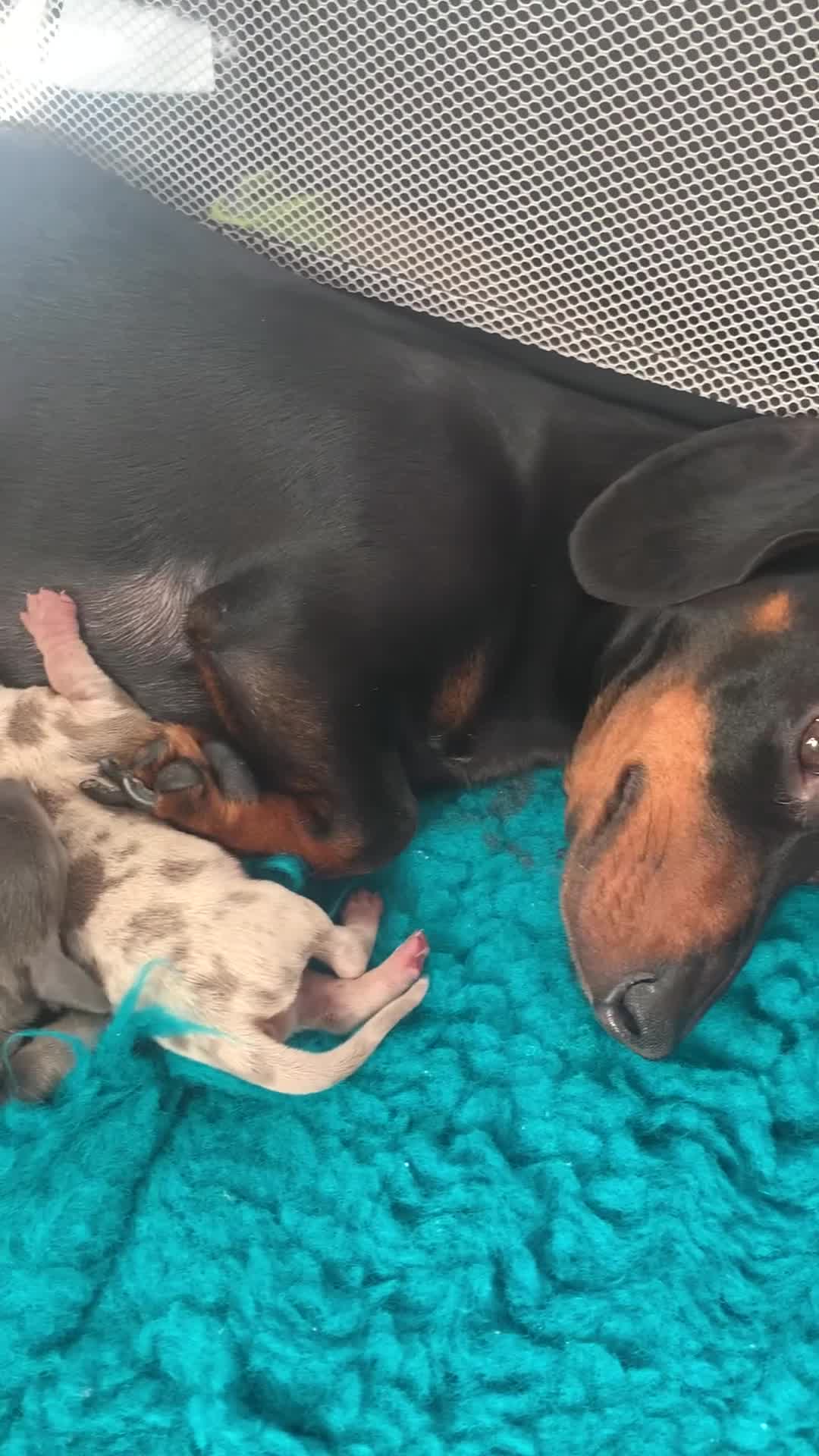 Miniature Dachshund dogs for sale: Gorgeous Rainbow litter of miniature dachshunds  - Video 1