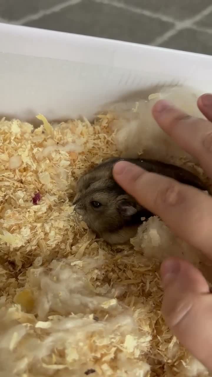 Hamster rodents for sale: Dwarf Hamster  in Glossop - Video 1