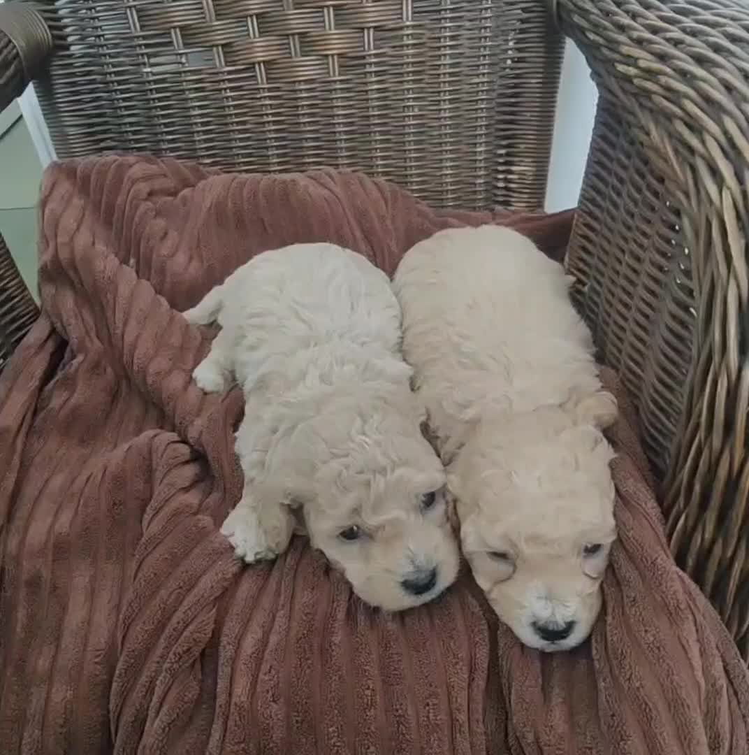 Cavapoo dogs for sale: Adorable Cavapoos Boys. Ready Soon - Video 1