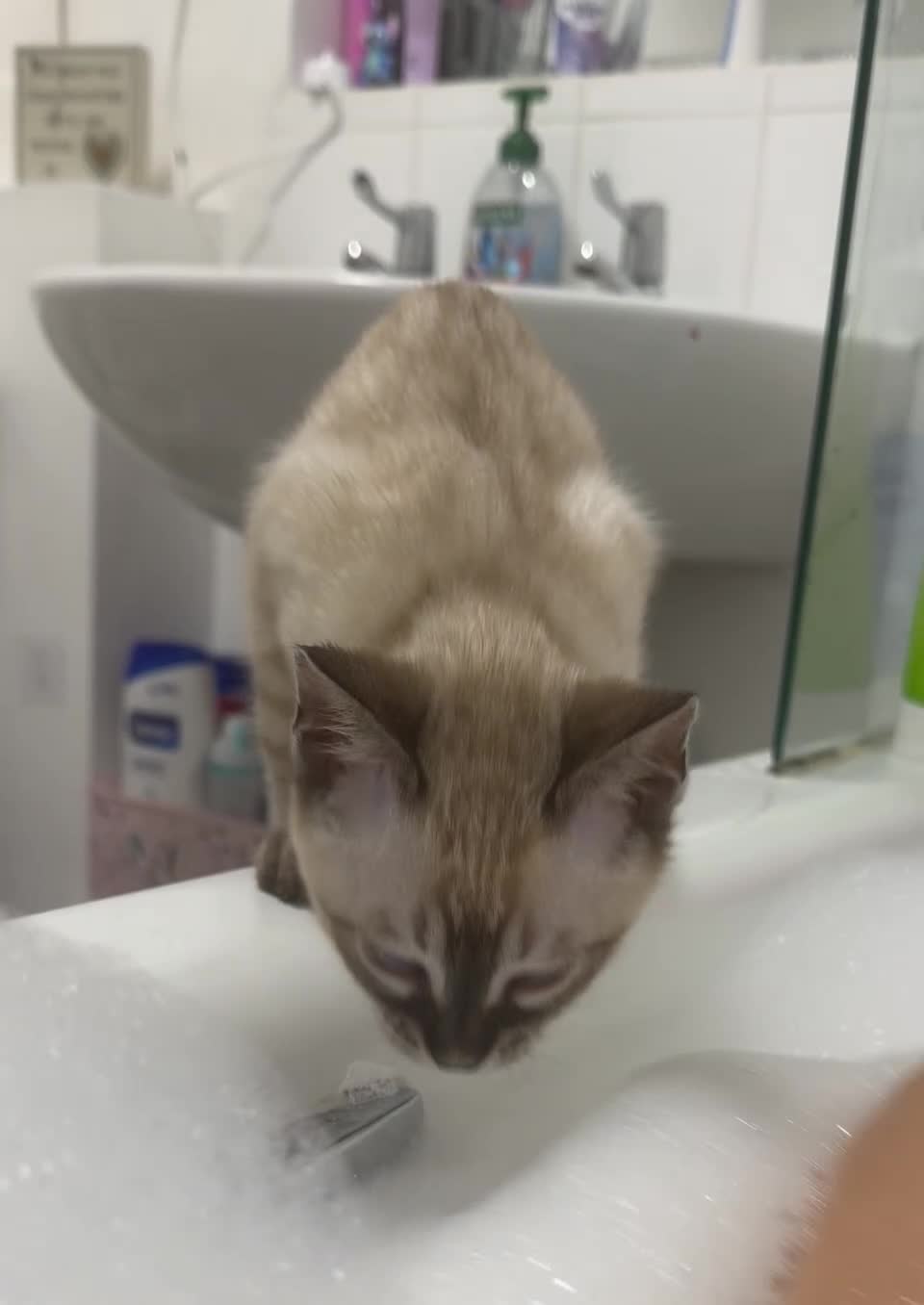 Bengal cats for sale: 🌟Seal Charcoal Spotted Lynx Snow Bengal🌟  - Video 1