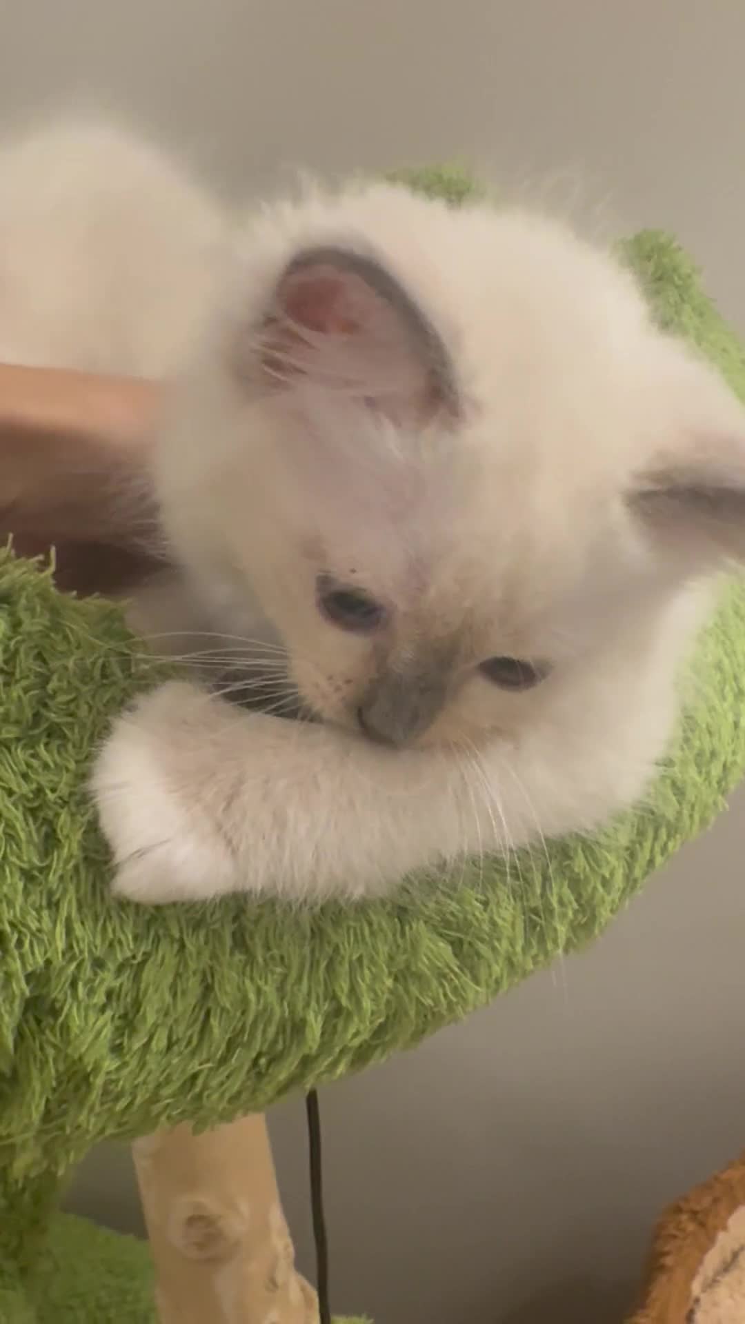 Ragdoll cats for sale: Pure Ragdoll Boys Available now  - Video 2