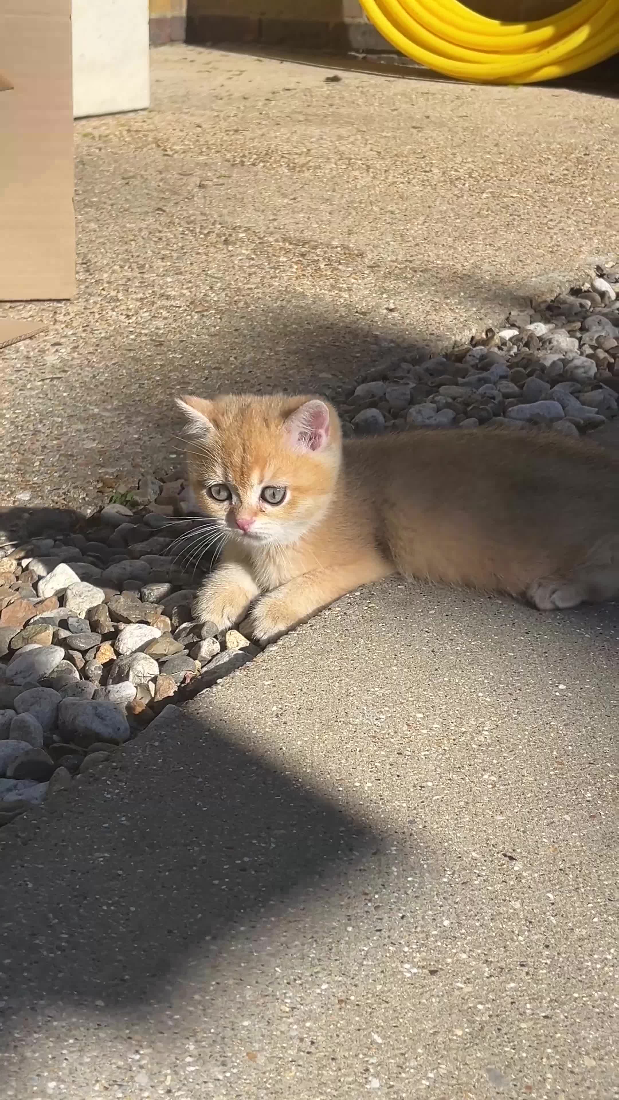 British Shorthair cats for sale: Purrista BSH kittens - Video 3