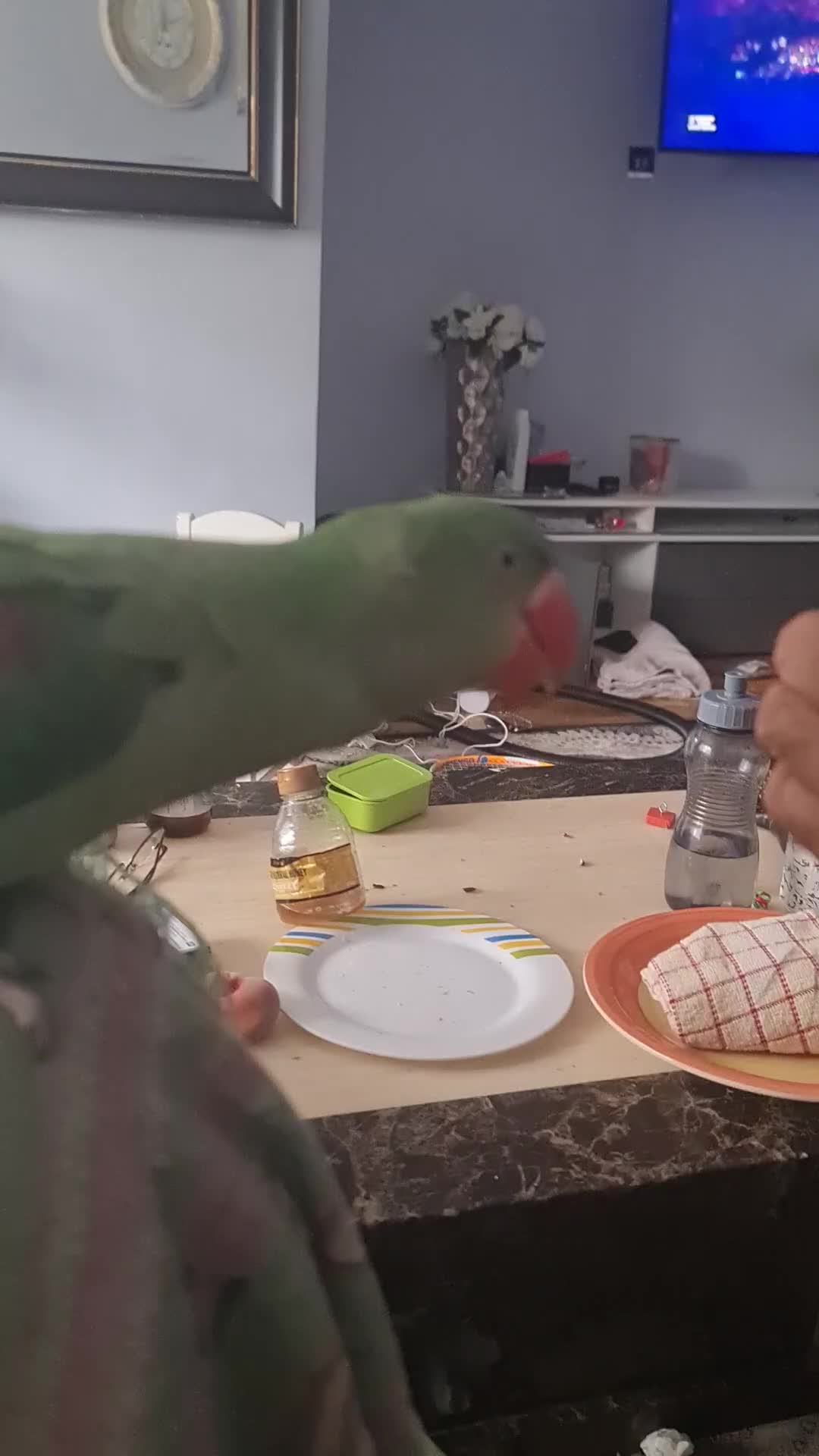 Parrots birds for sale: Alexandera parrot - Video 1