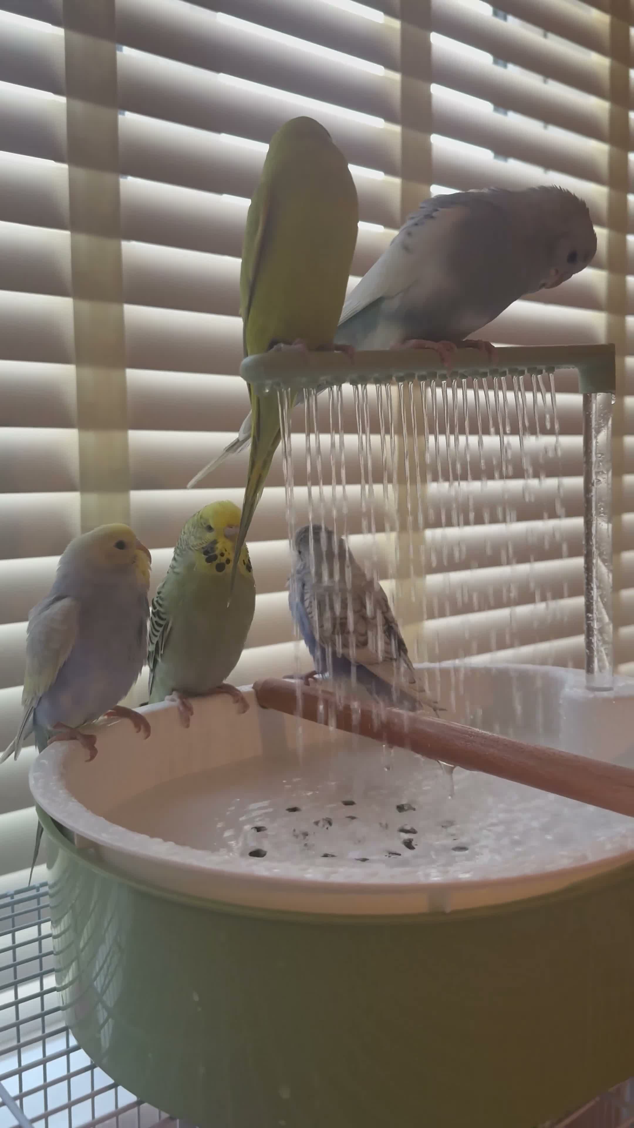 Budgerigars birds for sale: 4 budgies and full set up - Video 1