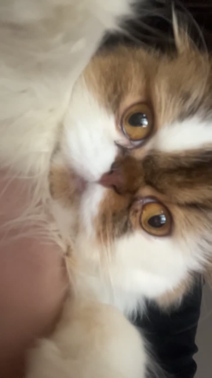 Scottish Fold cats for sale: Beautiful Scottish fold.   - Video 1