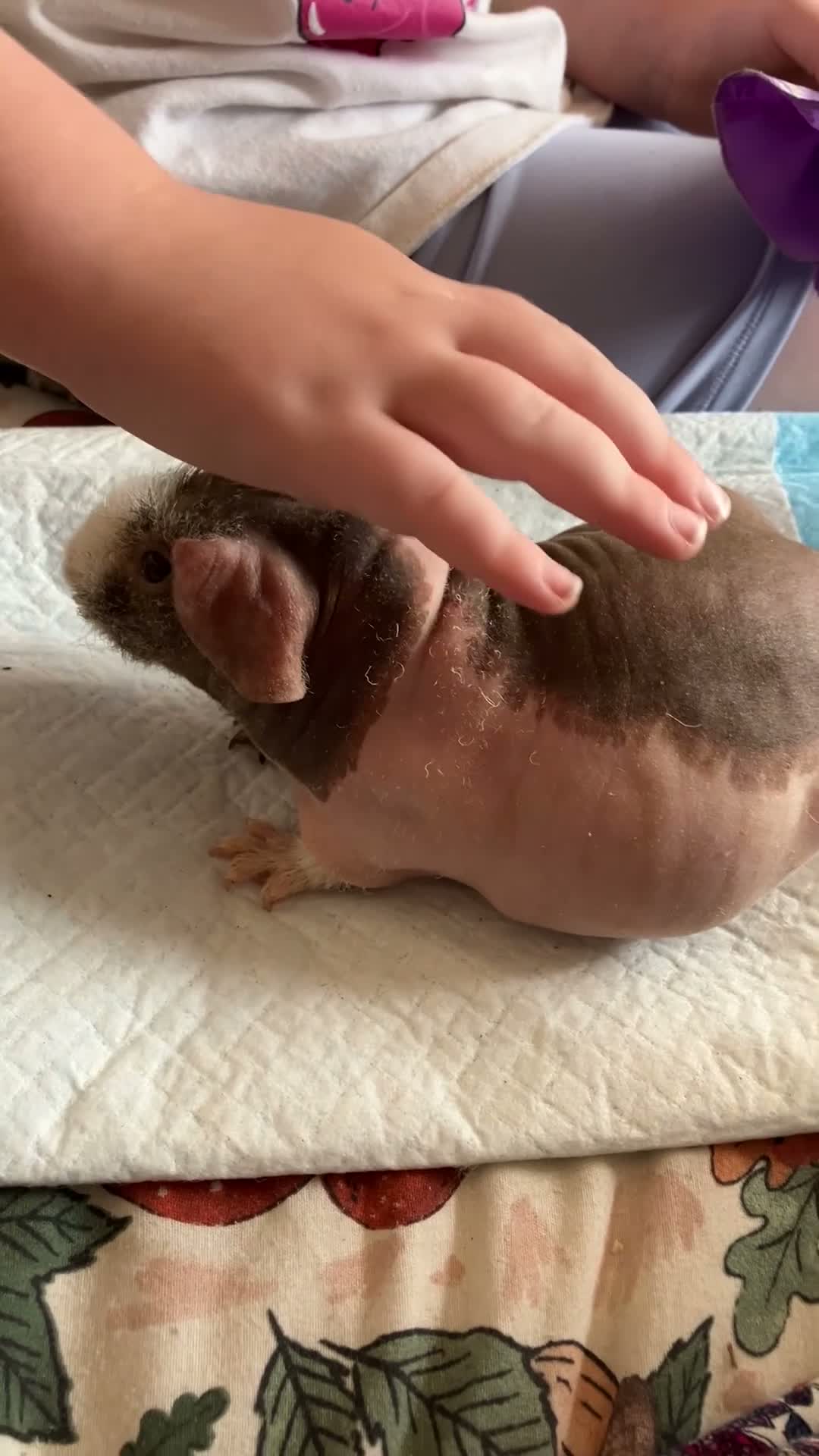 Guinea Pig rodents for sale: Skinny pig pups. Boys only  - Video 1