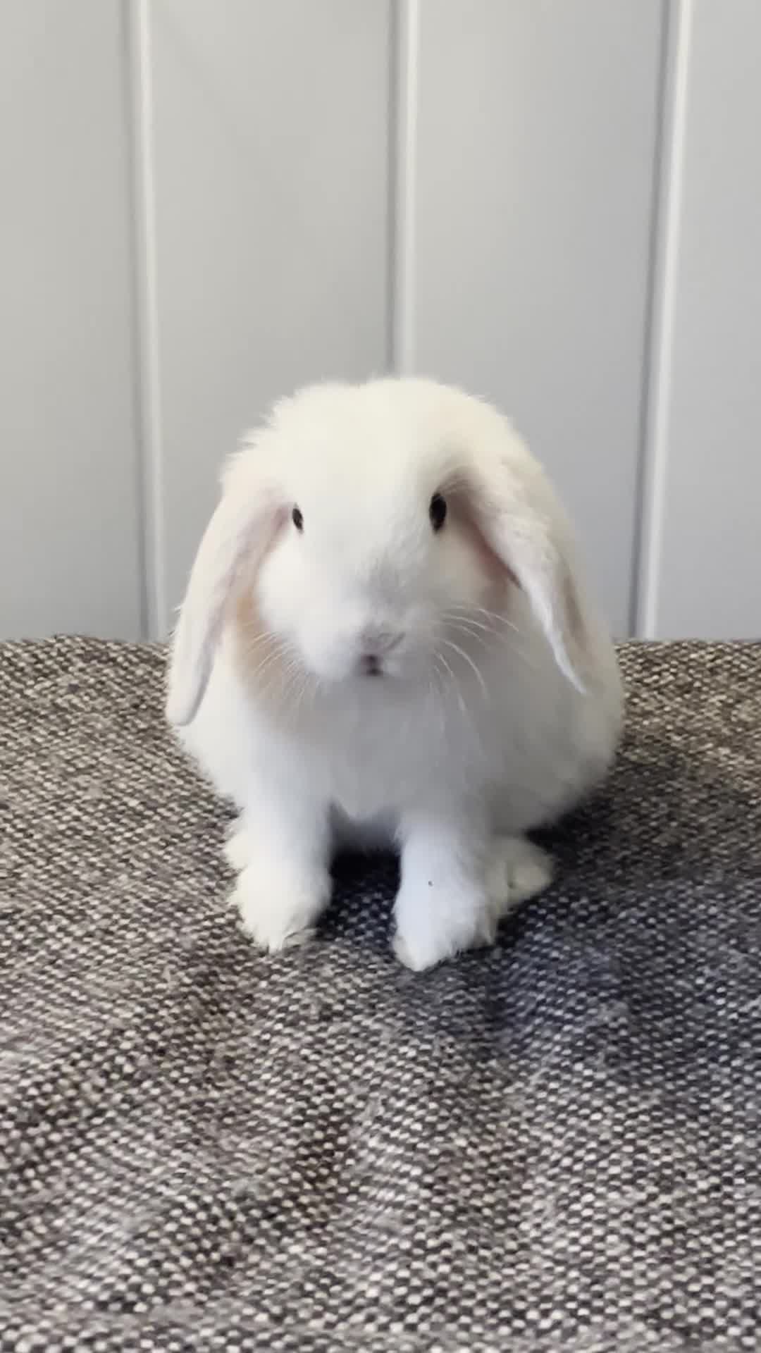 Mini Lop rabbits for sale: 2 Mini Lop Eared Rabbit Siblings - Video 2