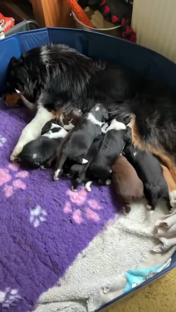 Mixed Breed dogs for sale: Australian Shepherd x Springer Spaniel Puppies in Malmesbury - Video 1