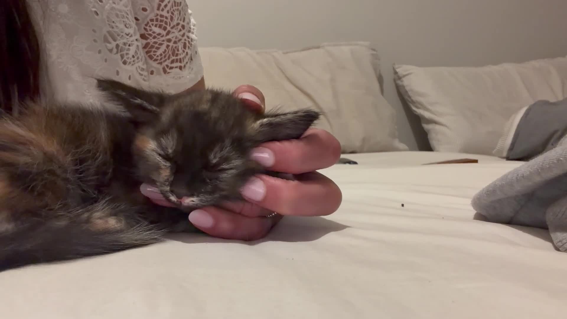 Mixed Breed cats for sale: 3 Gorgeous Ragdoll Cross Kittens🐾💙💙💗 - Video 1